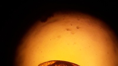 Pourquoi lutter contre les parasites est essentiel