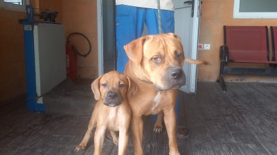 Chiot : les premières étapes pour bien commencer