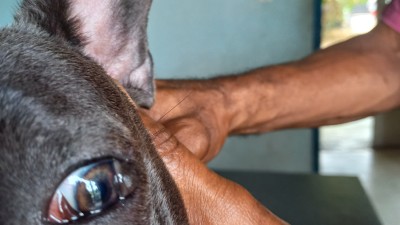 Pourquoi mon chien change-t-il soudainement de comportement ?