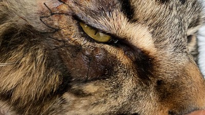 Chaton : les bons réflexes dès son arrivée à la maison