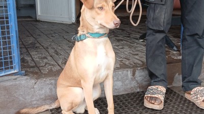Intoxication chez le chien ou le chat : les bons réflexes