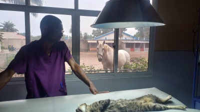 Comment aider son animal à gérer le stress