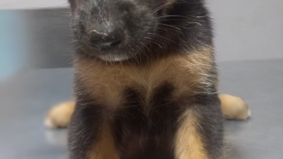 Comment bien préparer son animal avant une consultation vétérinaire ?