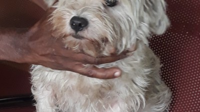 Bien préparer la consultation de votre animal