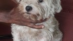 Bien préparer la consultation de votre animal