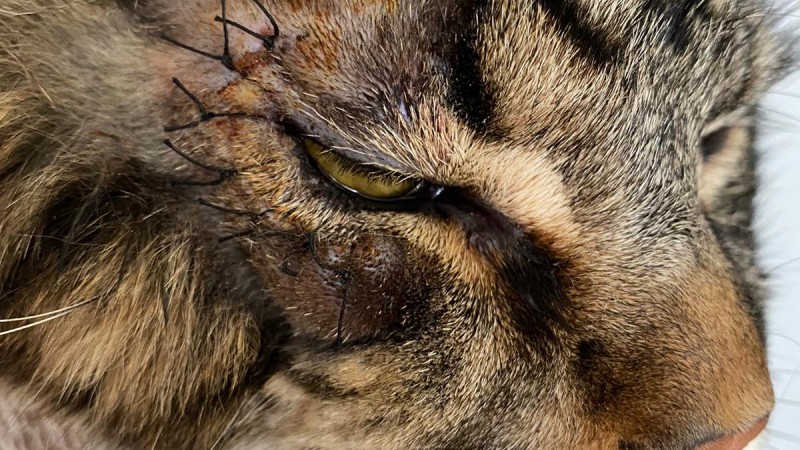 Comment reconnaître un chat en bonne santé