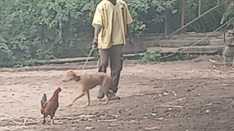 Comment prendre soin de son chien au quotidien
