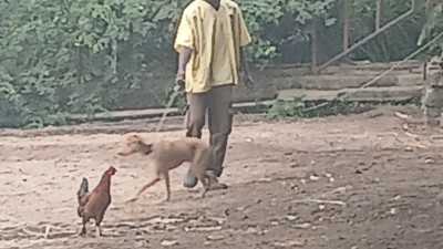 Comment prendre soin de son chien au quotidien