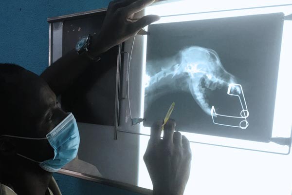 Imagerie Médicale