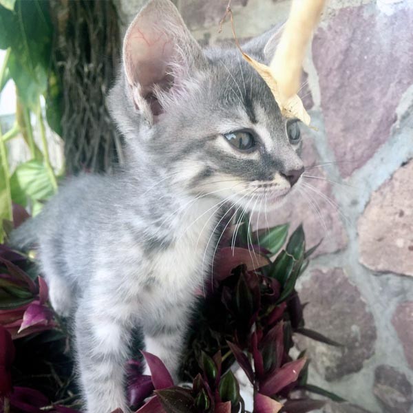 Mr Tigre